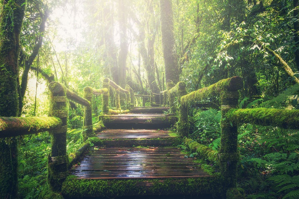 puente de madera con mucha vegetación alrededor y árboles en uno de los parques de Canadá